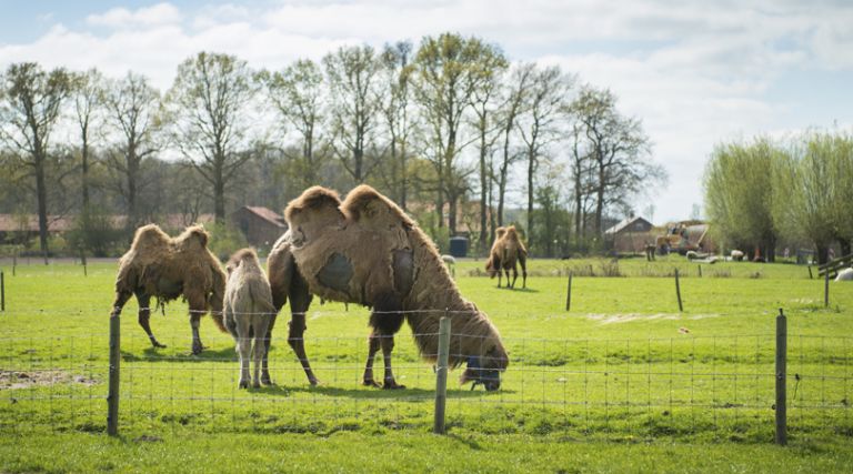 Logeren Op De Bed And Breakfast Boerderij – Unieke B&B's ...