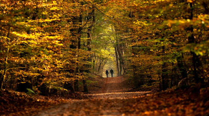 Bed-and-breakfast-nederland-bossen-18-lage-vuursche - Bed And Breakfast ...